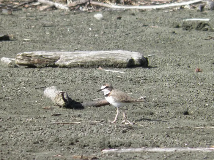 Turillo, chorlitejo collarejo